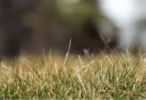 brown-grass
